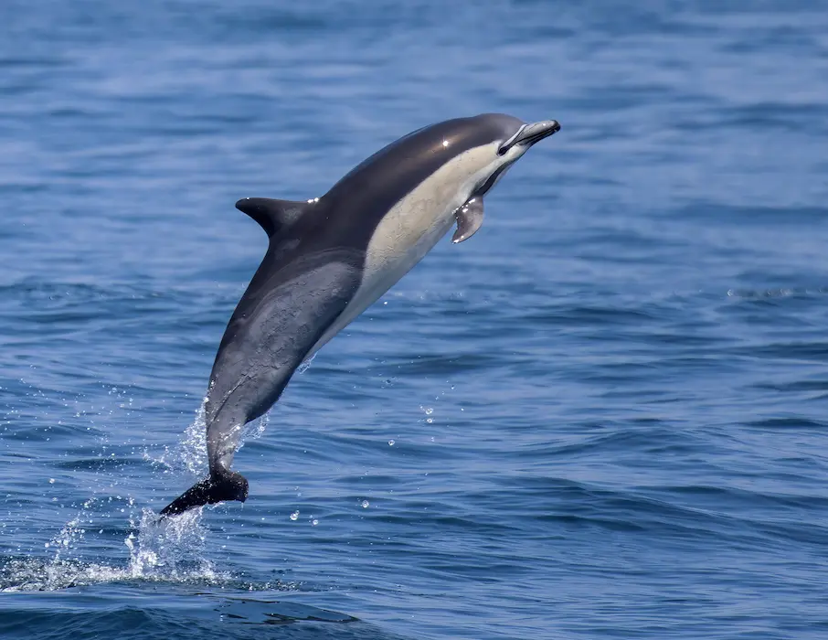 Dauphin commun