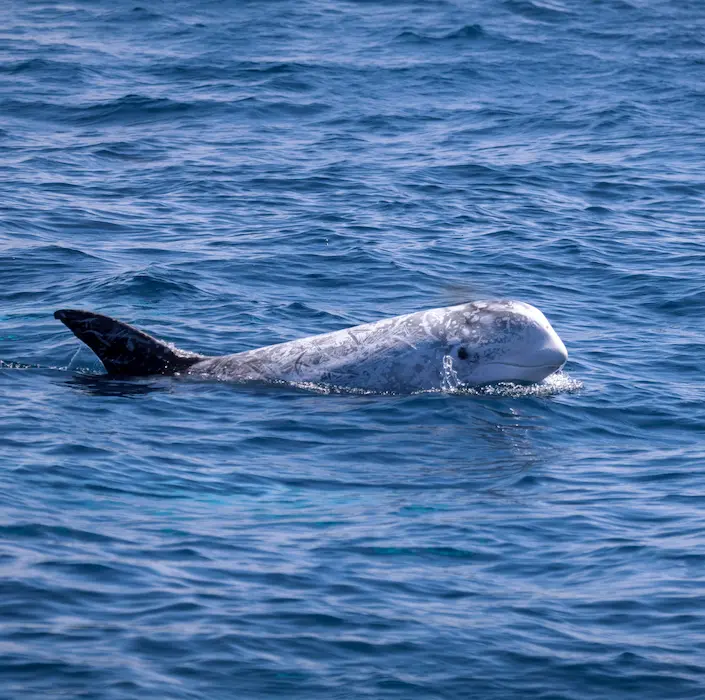 Dauphin de Risso