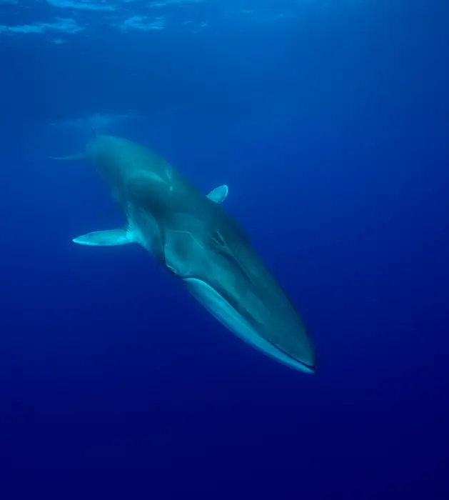 Rorqual commun